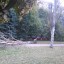 В Краматорске в результате бури упало дерево