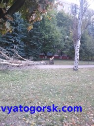 In Kramatorsk as a result of the storm, a tree fell