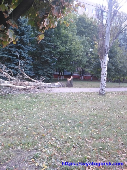 В Краматорске в результате бури упало дерево